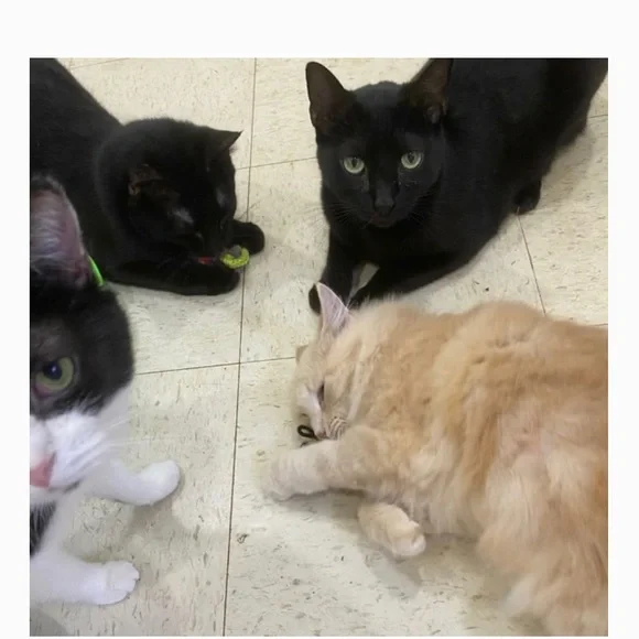 HAND CRAFTED Crochet Organic Catnip Toy Variety Set 4 Interactive Yarn Cat Toys - Picture 7 of 8